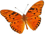 Schmetterling